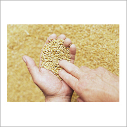 Commodities Trading Services