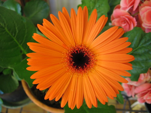 Gerbera Flower Plant
