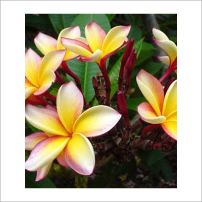 Plumeria Plants