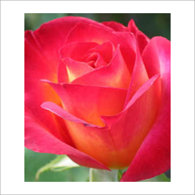 Roses Plants