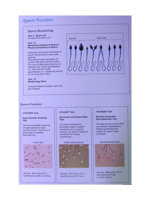 Sperm Functions