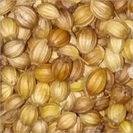 Organic Coriander Seeds