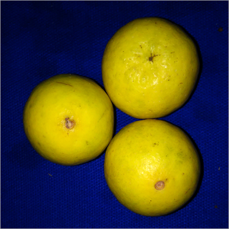 Fresh Lemon