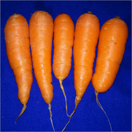 Fresh Carrot