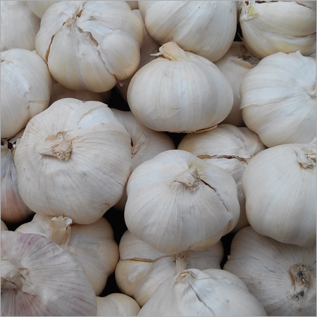 Fresh Garlic