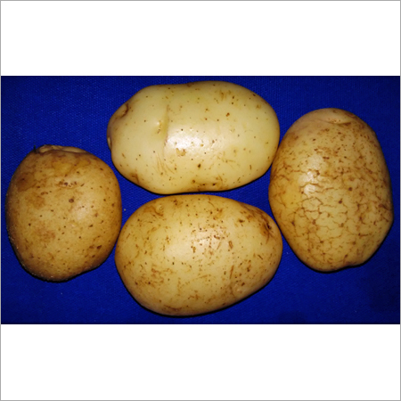 Fresh Potato
