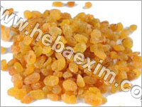 Bavanati Raisins - Golden Color, Various Sizes | Sweet Taste, Natural, Low Moisture, Versatile Use, Good Source Fiber