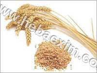 Wheat