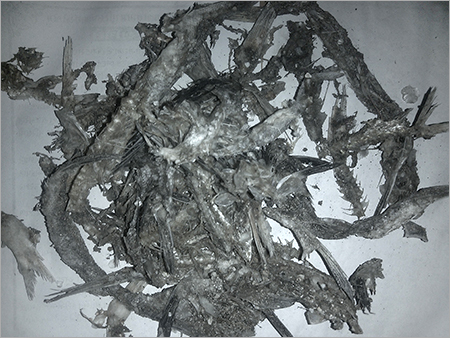 Dry Ribbon Fish Kuto