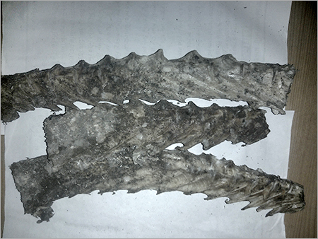 Ghole Fish Bone