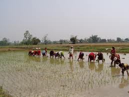 CULTIVATION OF RICE ON OUR OWN RICE FIELDS
