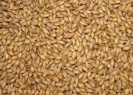 Sorghum