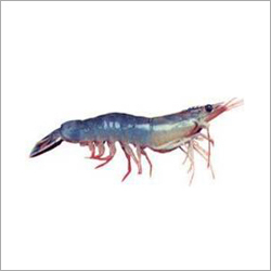 Fleshy Prawn