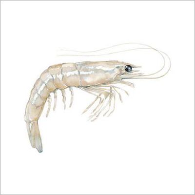 Fresh Fleshy Prawn