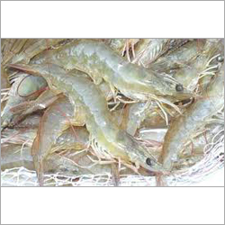 White Leg Shrimp