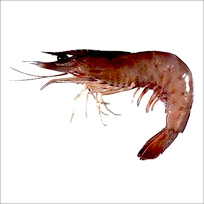 Indian Brown Shrimp