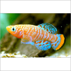 Ornamental Fish