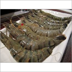 Giant Tiger Prawn