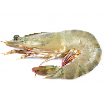 Jumbo Tiger Prawns