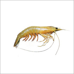 Indian Sea White Prawn
