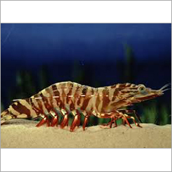 Northern Prawn