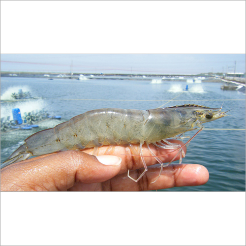 Pacific White Shrimp