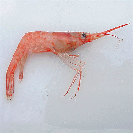 Pink Prawn
