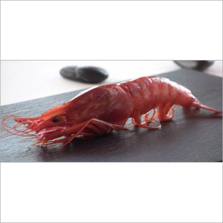 Fresh Red Prawn