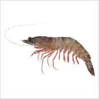 Black Tiger Prawn