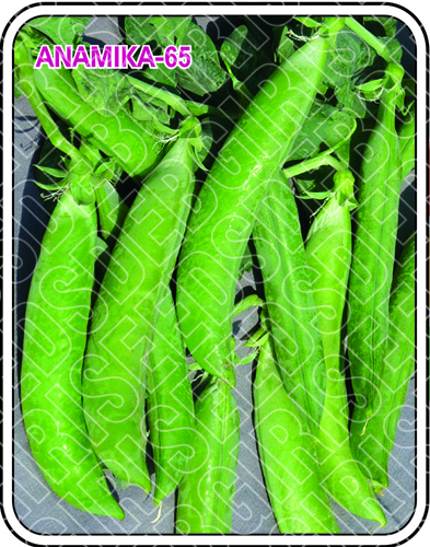 Anamika - 65 Purity: 100%