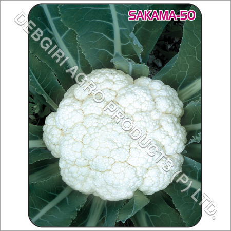 SAKAMA - 50 Open Type Early Kartika Cauliflower 50-55 Days to Harvest 600-800g White Curd 99% Purity