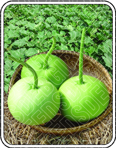 Green Globe