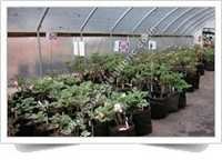 Root Control Non Woven Bag