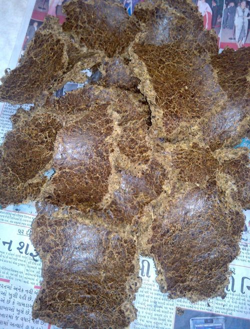 Cotton Seeds Oil Cake