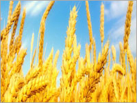 Wheat