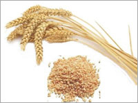 Wheat