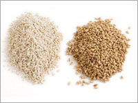 Barley