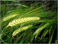 Barley