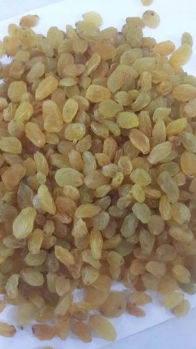 Golden Raisin