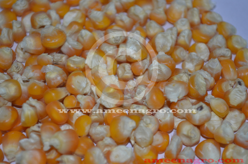 Indian Yellow Maize