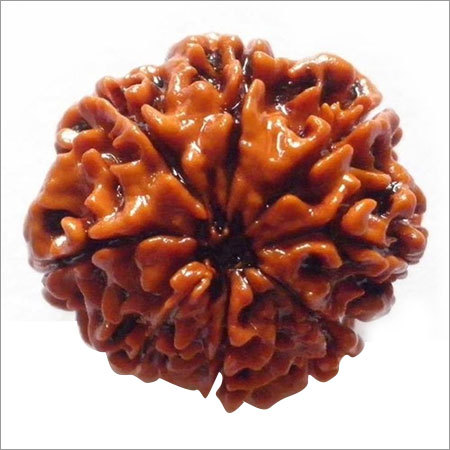 Rudraksha