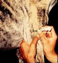 Veterinary Injections