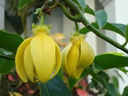 Ylang Ylang Oil Shelf Life: 2 Years