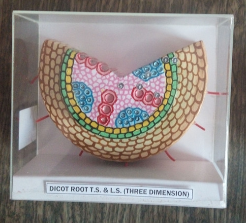Dicot Root TS and LS Model