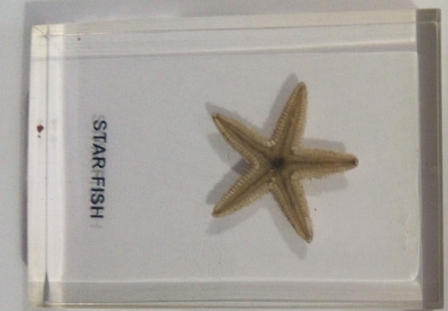 Plastic embedded specimen of Star fish