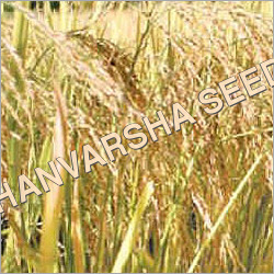 Paddy Seed
