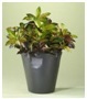 CWI-7 PLANTED