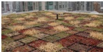 ROOFTOP TRAY-2