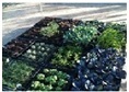 GREEN WALL AND ROOF