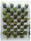 TERRA SCREEN -3